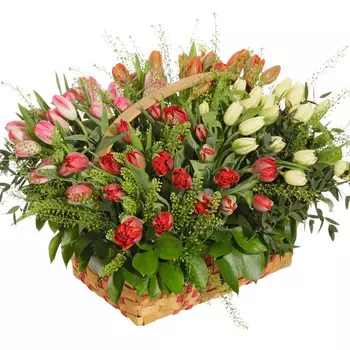 Радовать: Тюльпаны