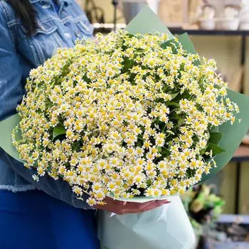 Ромашковая поляна