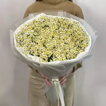 Ромашковый сад