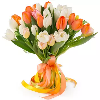 Royal tulip: Тюльпаны