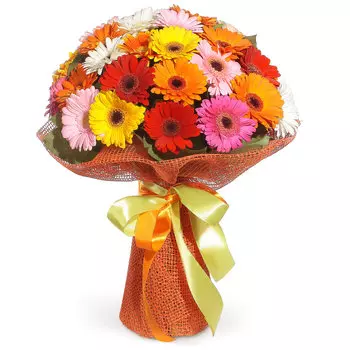 Сеньорита: Микс гербер