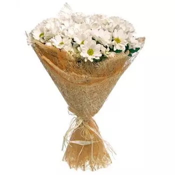 Солнышки: Хризантемы