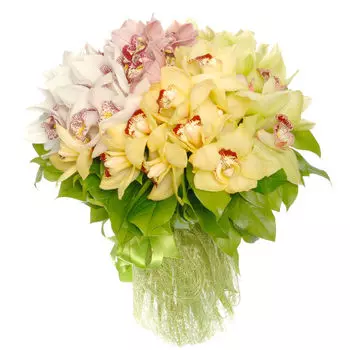 Таинственные орхидеи