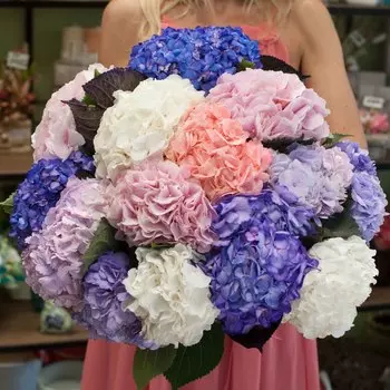 Великолепные гортензии