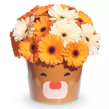 Выбери меня!: Герберы