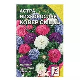 Семена цветов Астра Ковер, низкорослая, смесь, 4 упаковки