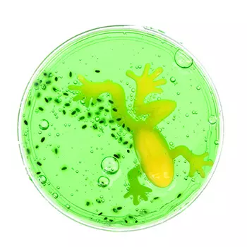 LASTIKS Слайм с лягушкой, полимер, 30 гр.