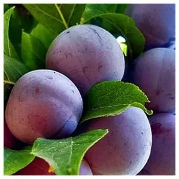 Абрикос Черный бархат