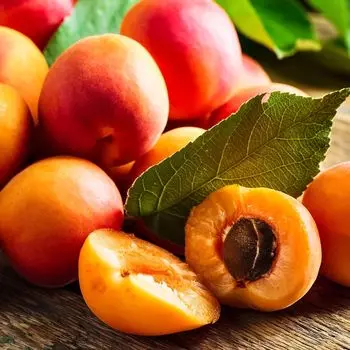 Абрикос для севера Саянский