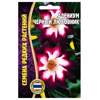 Адениум Черный любовник Редкие семена