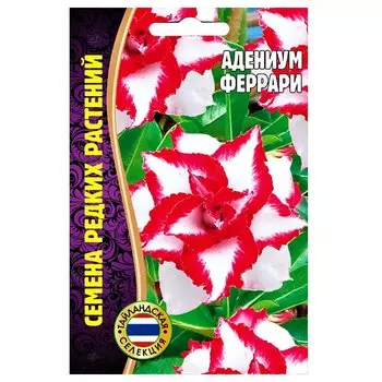 Адениум Феррари Редкие семена