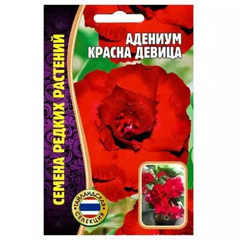 Адениум Красна девица Редкие семена