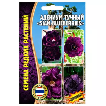 Адениум Siam Blueberries Редкие семена