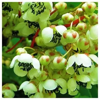 Актинидия аргута мужской сорт Вейки