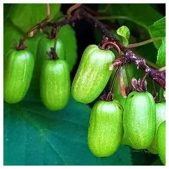 Актинидия самоплодная Доктор Шимановский