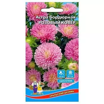 Астра бордюрная Розовый ковер Уральский дачник