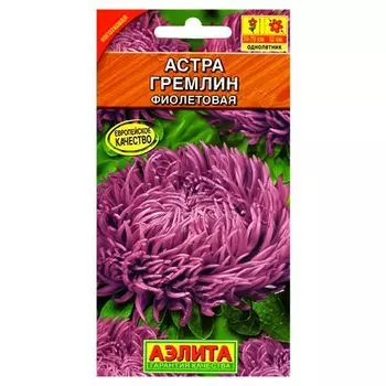Астра Гремлин фиолетовая Аэлита