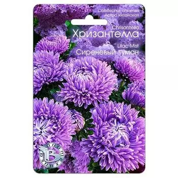 Астра китайская Хризантелла Сиреневый туман Биотехника