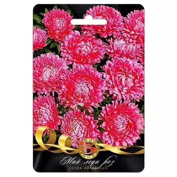 Астра китайская Май Леди Роз Биотехника