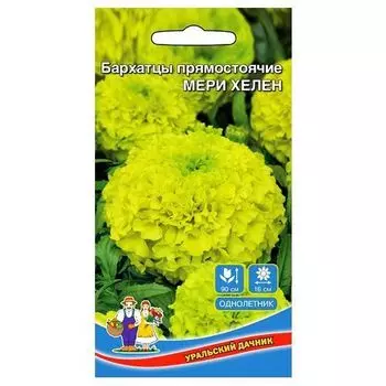 Бархатцы прямостоячие Мери Хелен Уральский дачник