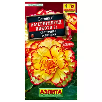 Бегония Америгибрид Пикоти Солнечная вспышка F1 Аэлита