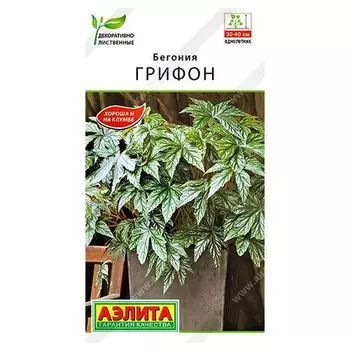 Бегония Грифон Аэлита