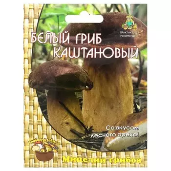 Белый гриб каштановый Поиск