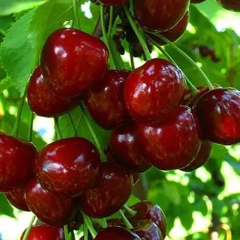 Черешня Регина