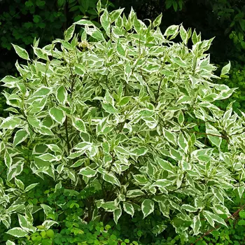 Дерен белый Элегантиссима