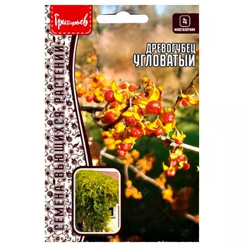 Древогубец угловатый Редкие семена