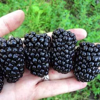 Ежевика Киова