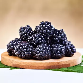 Ежевика суперурожайная Чачанска Бестрна