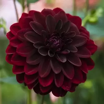 Георгина декоративная Арабиан Найт