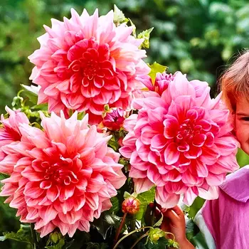 Георгина декоративная Оттос Трилл