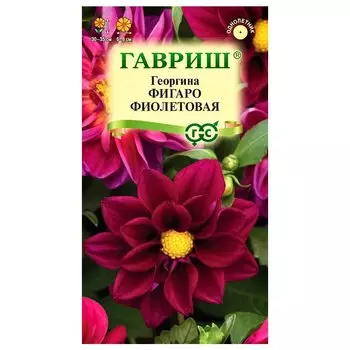 Георгина Фигаро Фиолетовая Гавриш