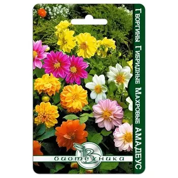 Георгина махровая Амадеус, смесь окрасок Биотехника