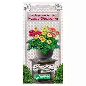 Гербера Джеймсона Колесо обозрения, смесь окрасок Евросемена