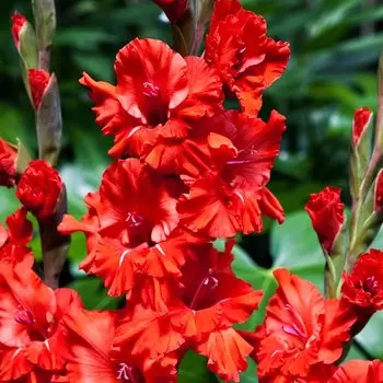 Гладиолус гофрированный Файр Крекер