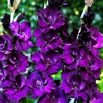 Гладиолус крупноцветковый Блэк Вельвет