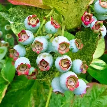 Голубика морозостойкая Фламинго