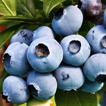 Голубика со вкусом черники Торо