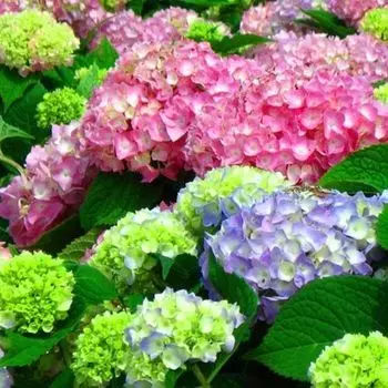 Гортензия крупнолистная Бесконечное лето