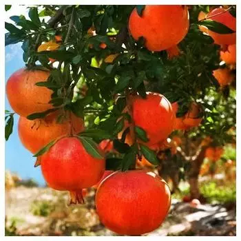 Гранат Ак Дона