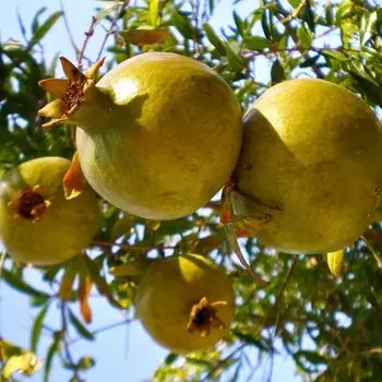 Гранат сладкий Желтый