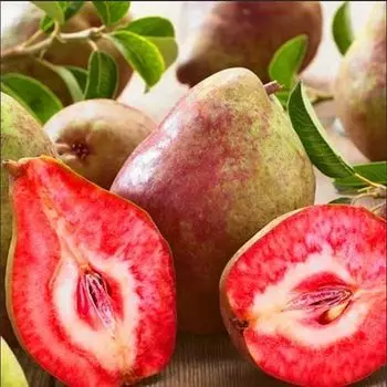 Груша красномясая Ред Вильямс