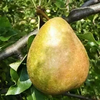 Груша сочная сладкая Башкирская осенняя