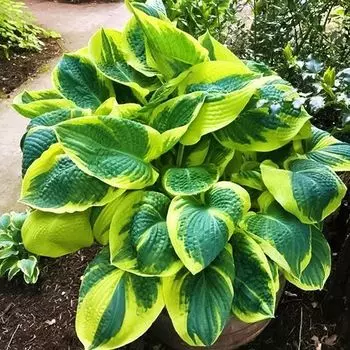 Хоста Бэнд оф Голд