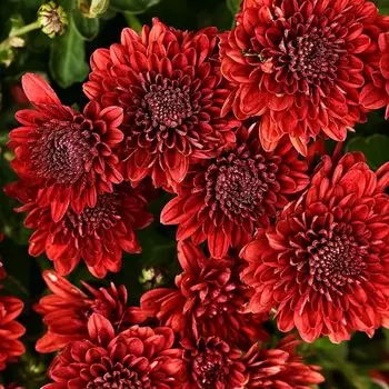 Хризантема корейская Шапка Мономаха