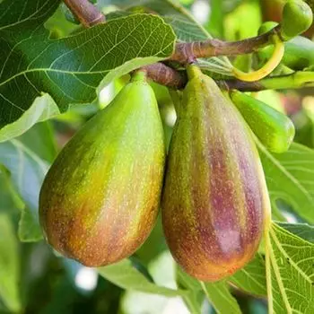 Инжир Брунсвик