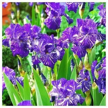Ирис германский Батик